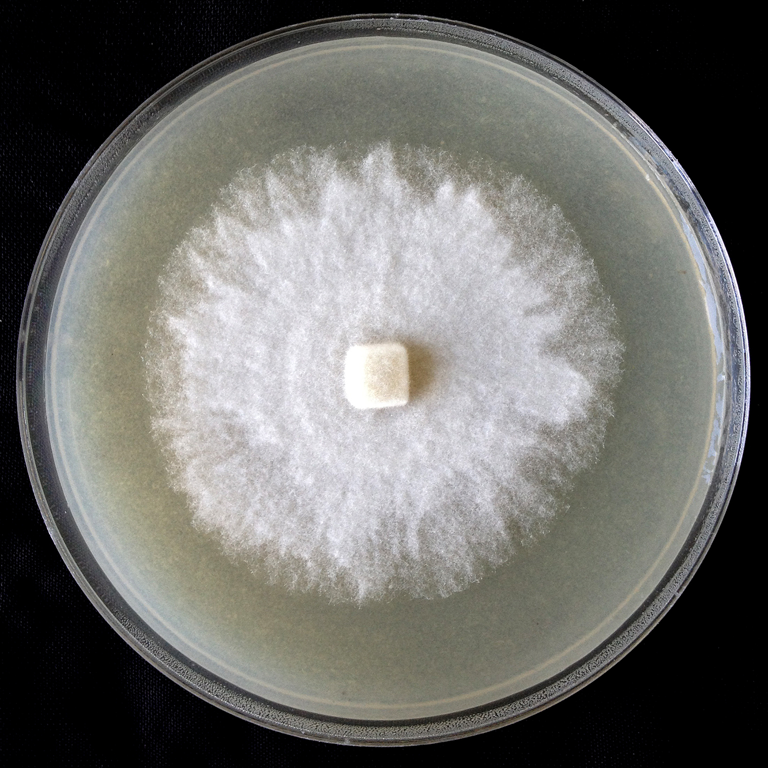  Phytophthora gondwanensis nbsp;(ex-type CBS 139336) colony morphologynbsp;in 10% V8 agar; photonbsp;by Lucas A. Shuttleworth, University of Sidney, Australia. 
